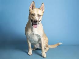 Maybe you would like to learn more about one of these? Adopt A Pet Carmine And More Pets Up For Adoption In Phoenix Area Shelters
