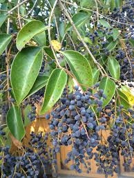 Image result for Ligustrum lucidum