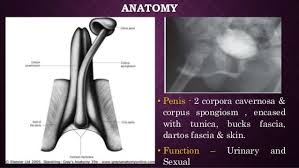 Fra wikipedia, den gratis encyklopædi. Sathish Chandra Penis Anatomy Physiology Post919 Facebook