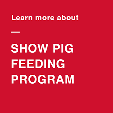 Managing Weight Gain In Show Pigs Purina Animal Nutrition