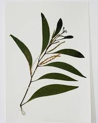 Image result for Acacia auriculiformis
