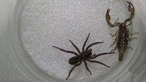 Camel spider vs, camel spider vs scorpion, camel spider vs tarantula fight black scorpion vs halloween crab shows fascinating fight reaction of black scorpion after being attacked by the giant. Wolf Spider Vs Scorpion Video Dailymotion