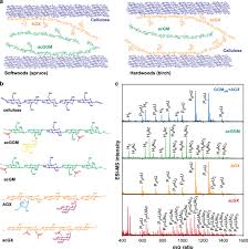 The cell wall of bacteria comprises peptidoglycan whereas the cell wall of fungi comprises chitin. Wood Hemicelluloses Exert Distinct Biomechanical Contributions To Cellulose Fibrillar Networks Nature Communications