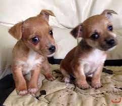 50/50% chihuahua/jr x 100% minature jr litter of 4 puppies born 7th june, ready for new forever homes only on the 1st august. 85 Pure Chihuahua X Chihuahua Jack Russell Puppies Puppies For Sale On Pups4sale Com Au