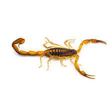 Hentz Striped Scorpion Identification | Scorpion Control