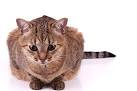 Brazilian Shorthair - Facts, Price, Pictures ...