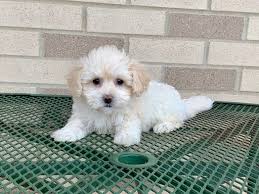 Our champion studs puppies for sale make a deposit. 8 Training Tips For Coton De Tulear Puppies Family Puppies