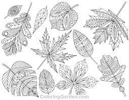 Leaf templates butterfly coloring pages unicorn coloring pages dinosaur coloring pages mermaid coloring pages Leaf Coloring Pages Pdf Coloring And Malvorlagan