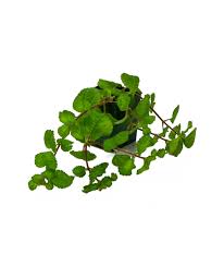 Image result for Pilea rivularis