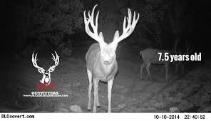 the keys to antler growth age genetics nutrition gohunt