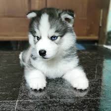 Maybe you would like to learn more about one of these? Siberian Husky Puppies For Sale Near Me Husky Puppies For Sale Now In Adelaide Husky For Sale Facebook Registered Siberian Husky Breeders Gumtree Siberian Husky Husky Puppies For Sale Vic Husky