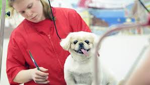 Our dog boarding kennels and dog runs are indoor and outdoors with climate control (air conditioning and heat). Happy Tails St Louis Dog Boarding And Daycare Open 24 7 Daily