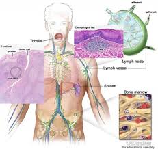 Image result for Lymphatic Anatomy