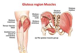 These two exercises are arguably the best ones there are for glute. Gluteal Muscles Attachment Nerve Supply Action Anatomy Info