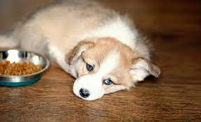 How Long Can A Dog Go Without Eating