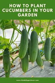 It's yet to bear anything but i read that it produces yellow lemon size fruit that can be eaten at that stage as normal cucumber, or left on the plant the fruit will mature to an orange shade whereupon one might cook them like a courgette. How To Plant Cucumbers In Your Garden Tricks To Care