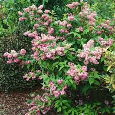 Image result for Deutzia hybrida Pink Pompon