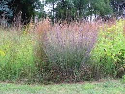 Image result for Andropogon