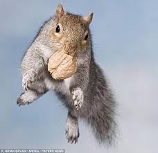 Grey Squirrel A Tree Squirrel Found In Hardwood Or Mixed Deciduous Forests In North America Measures 9 To 11 8 Inch Cute Squirrel Squirrel Baby Squirrel