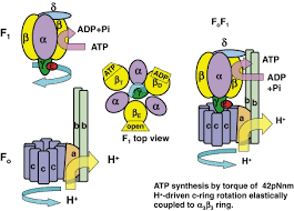 Atp synthase is a protein that catalyzes the formation of the energy storage molecule adenosine triphosphate (atp) using adenosine diphosphate (adp). Atp Synthase From Single Molecule To Human Bioenergetics Abstract Europe Pmc