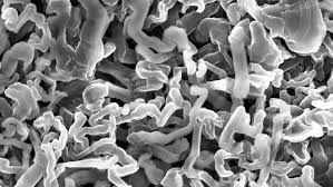 Peering Inside The Black Box