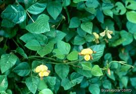 Image result for Vigna reticulata