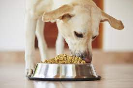 The truth about grains in pet food | The Independent | The Independent