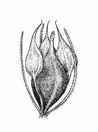 Image result for Fuirena abnormalis