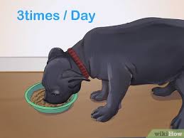 Regarding the appearance and personality, the bully xl dog is similar to other american bullies expect that it is taller. How To Feed An American Bully Puppy 7 Steps With Pictures