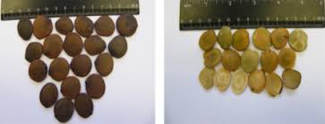 Image result for Brachystegia