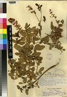 Image result for Crotalaria laburnoides