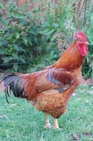 Rhode Island State Bird The Rhode Island Red Rooster He Notoriously Defends His Flock Of Hens His Vulnerable Baby Chicks Gallinas