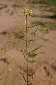 Image result for Erucastrum