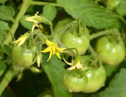 Pinching flowers on indeterminate tomato plants. Free Stock Photo Of Tomato Flower Download Free Images And Free Illustrations