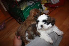 Maybe you would like to learn more about one of these? Shihtzu Puppies For Sale In Winchester Virginia Classified Americanlisted Com