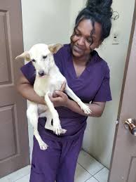 Missing from the North coast about 1 km from the pillars..small cream  coloured mixed breed spayed female ...responds to 'Milky'. Contact 689-4505  if seen .