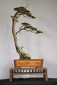 Lalu tangan kananku menarik bra agak ke atas ke leher resty, sehingga terpampang dua gunung kembar. Akademi Bonsai Malaysia Akbm Cucur Atap Beackea Frutecense Facebook