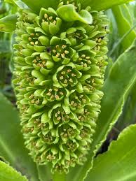Image result for Eucomis autumnalis