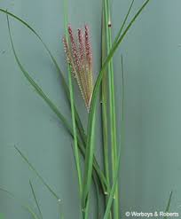 Image result for Chloris roxburghiana