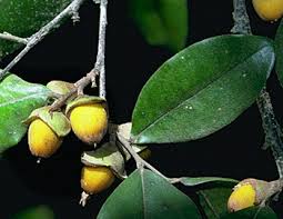 Image result for Ebenaceae