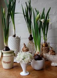Forcing Paperwhites For Christmas Paper White Bulb Flowers Paperwhites Winter Plants