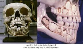 Child S Skull With Permanent Teeth Exposed Beneath Childs Skull Baby Teeth Skull