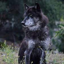 Our High Content Breeding Male Nashoba In His Summer Coat I Will Miss My Big Bear Until Fall Wolfdog Wolves Nashob Werewolf Aesthetic Wolf Dog Wolf Poses