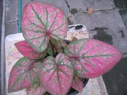 ระหินะ ภูมาสี ภะสะติ นิรันตะรัง ลาภะสุขัง ภะวันตุเม à¸šà¸­à¸™à¸ª 6 à¸™ à¸§