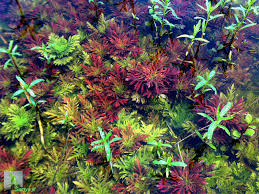 Image result for Hygrophila spiciformis