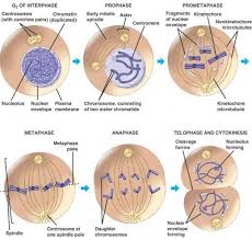 High resolution characterization of centriole distal appendage. Stages Of The Cell Cycle Mitosis Metaphase Anaphase And Telophase Cell Cycle Mitosis Cell Division