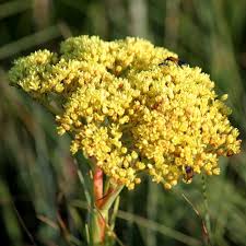 Image result for Nidorella auriculata