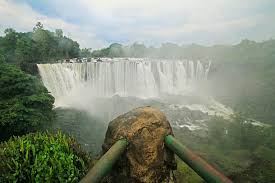 Image result for Zygotritonia