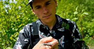 Researchers probe threats to salmonfly, a foundational bug