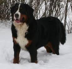 Bernese Mountain Dog Black And White Verushcka Bernese Mountain Dog Female I Would Like To Have A Dog Like This One Day Burmese Mountain Dogs Bernese Dog Bernese Mountain